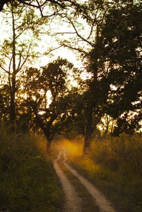 夕阳下的林间小路