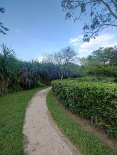蜿蜒小径旁的绿植景观