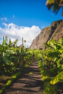 山间小径旁的繁茂绿植
