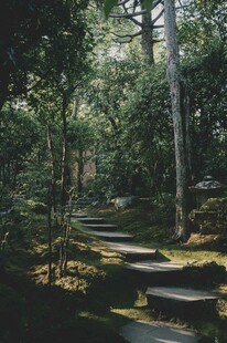 静谧林间石板小径景观