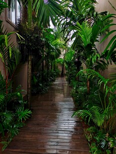 雨林风木质小径绿植景观