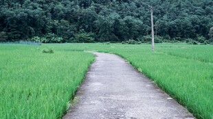 乡间小道穿行翠绿稻田
