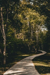 林间蜿蜒小路