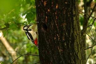 啄木鸟栖息于树干上