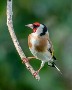 金翅雀栖息枝头