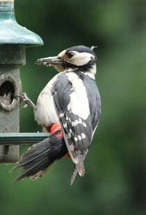 啄木鸟立于喂食器旁