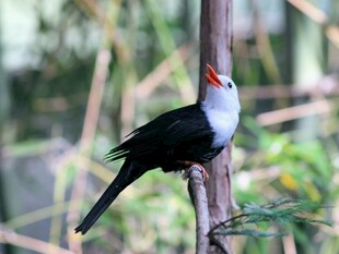 枝头的黑白羽鸟