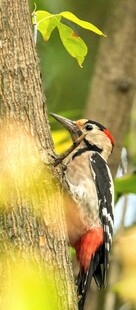 啄木鸟树干上专注觅食