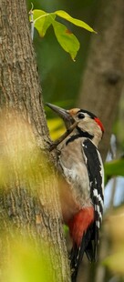 啄木鸟树干上专注觅食