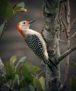 红冠啄木鸟栖息于枝头