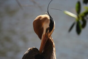 鹭鸟整理羽毛瞬间