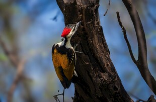 树干上的啄木鸟