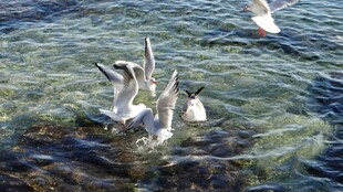 海面上嬉戏的几只海鸥