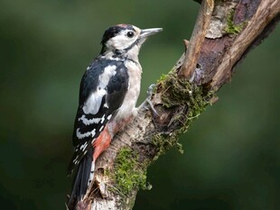 栖息于树枝的啄木鸟
