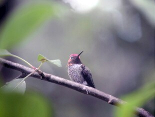 枝头休憩的小巧蜂鸟