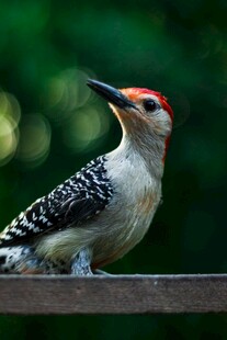 红顶啄木鸟栖息木栏