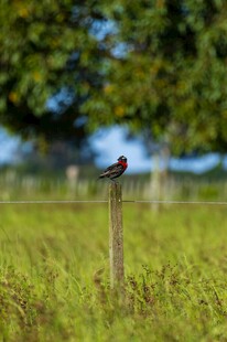 田野木桩上的小鸟