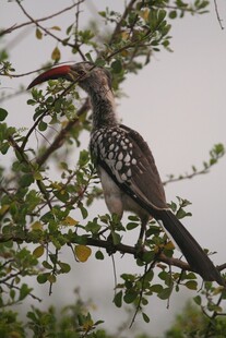 枝头的红喙斑羽鸟