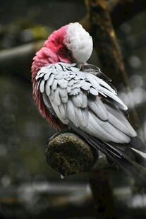 粉红凤头鹦鹉栖息理羽毛