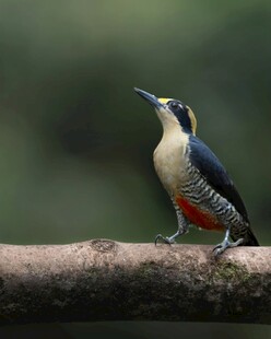 多彩啄木鸟栖息于枝头