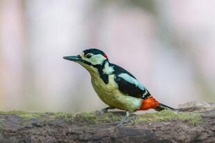 栖息于树干的五彩啄木鸟
