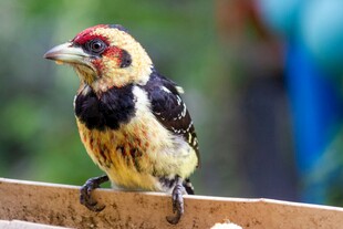 多彩啄木鸟立于木上