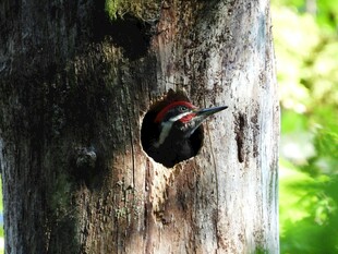 啄木鸟于树干洞口觅食