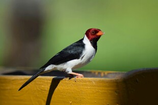 红首黑羽小鸟栖于黄边处