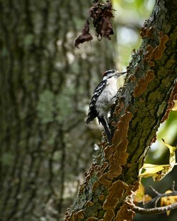 啄木鸟栖息树干上