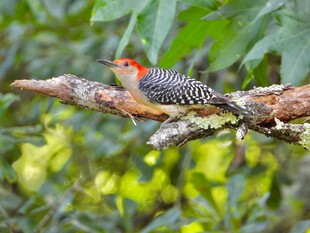 树枝上的啄木鸟