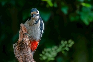 啄木鸟立于树桩上
