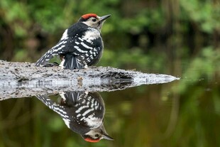水边啄木鸟及其水中倒影