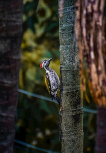 树干上的啄木鸟
