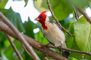 红冠小鸟栖于绿叶枝头