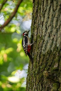 树干上的啄木鸟