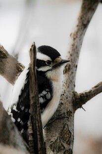 啄木鸟栖息于树干上