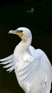 展翅白鸟特写
