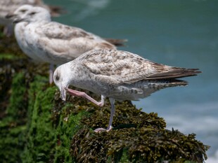 海鸥立于长满苔藓的石上