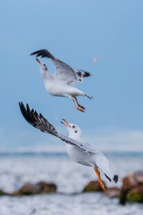 双鸥翱翔于蓝天海岸间