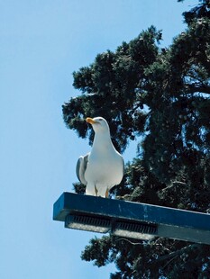 白鸟立于灯杆上