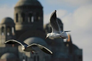 海鸥飞翔于古老建筑上空