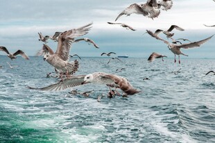 海面上群鸟飞翔的美景