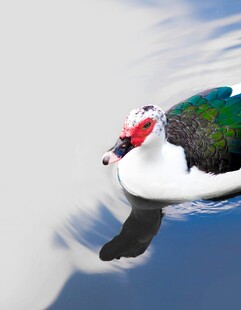 水中游弋的多彩鸭子