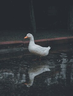 雨中漫步的白鸭