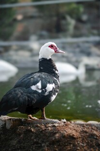 水边黑白鸭特写