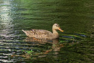 水中游弋的棕色鸭子