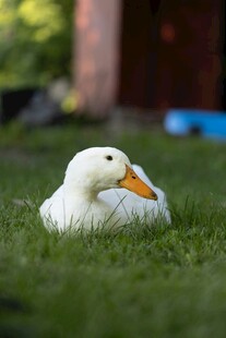 草地上休憩的白色鸭子