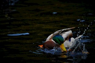 野鸭水中嬉戏溅起水花