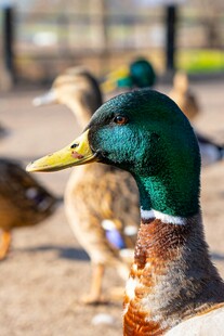 岸边的绿头鸭群