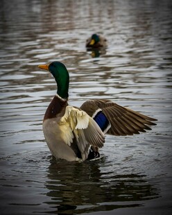 绿头鸭水中展翅